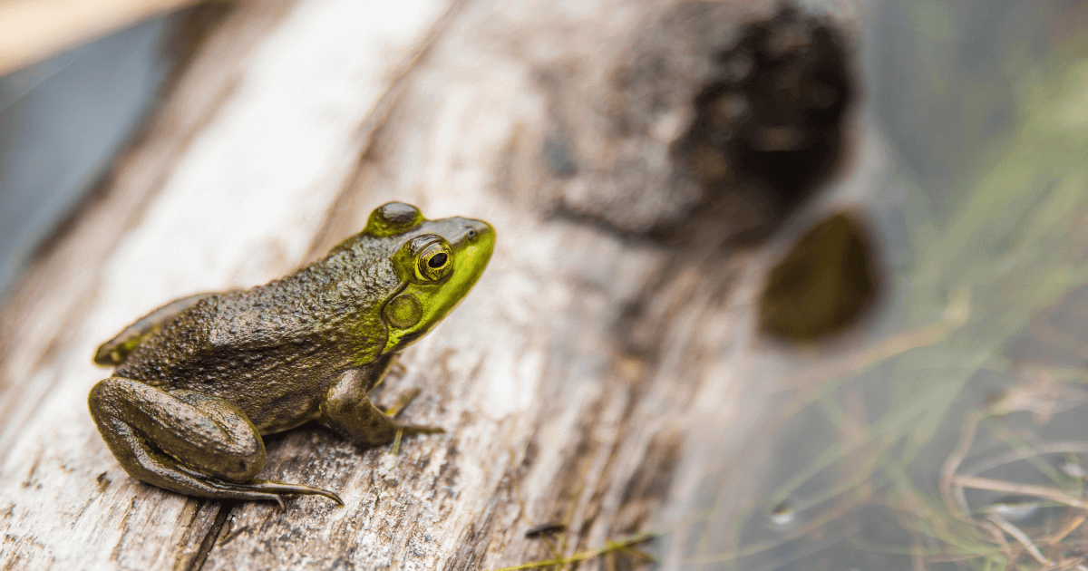 eat the frog